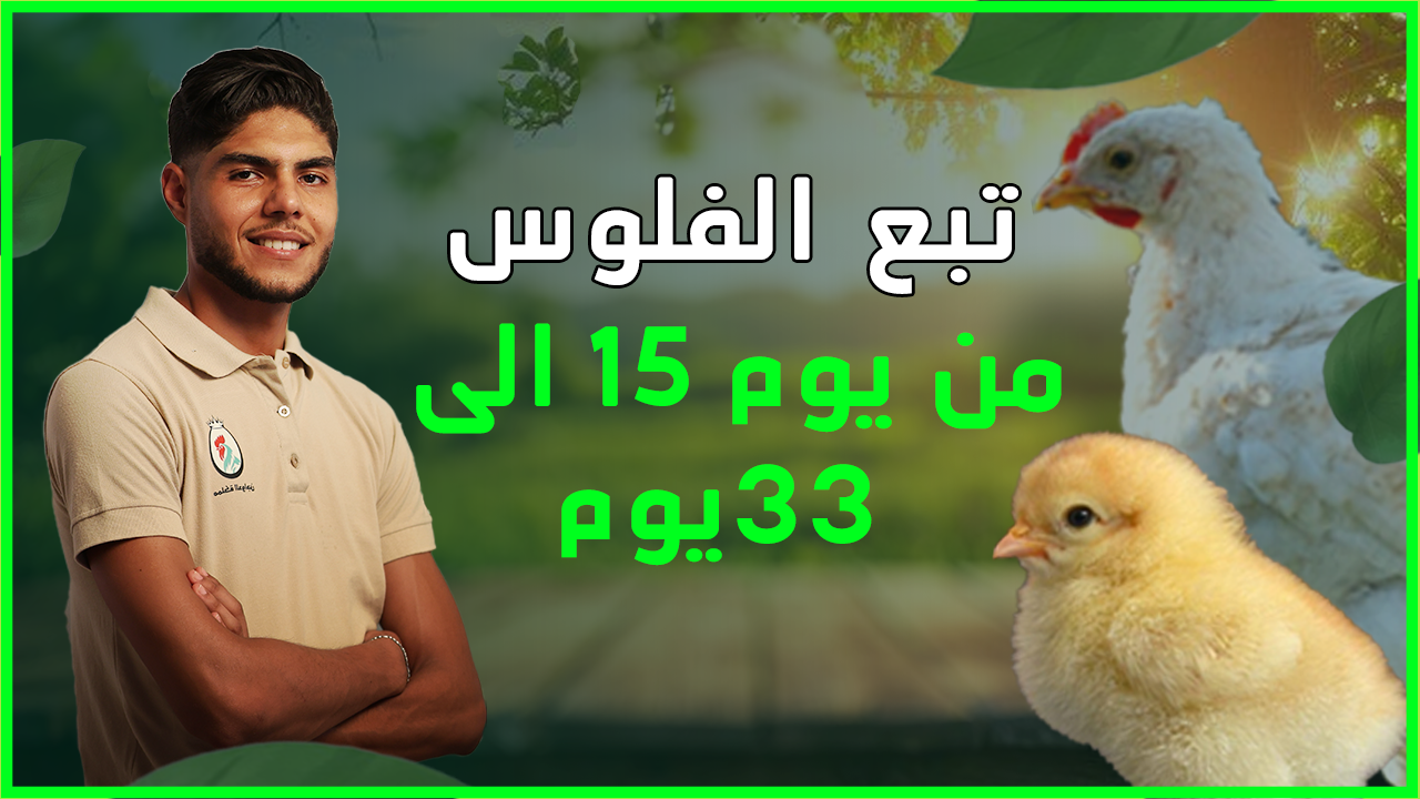 ترببية الفلوس من اليوم الأول ل33 يوم القسم الثاني